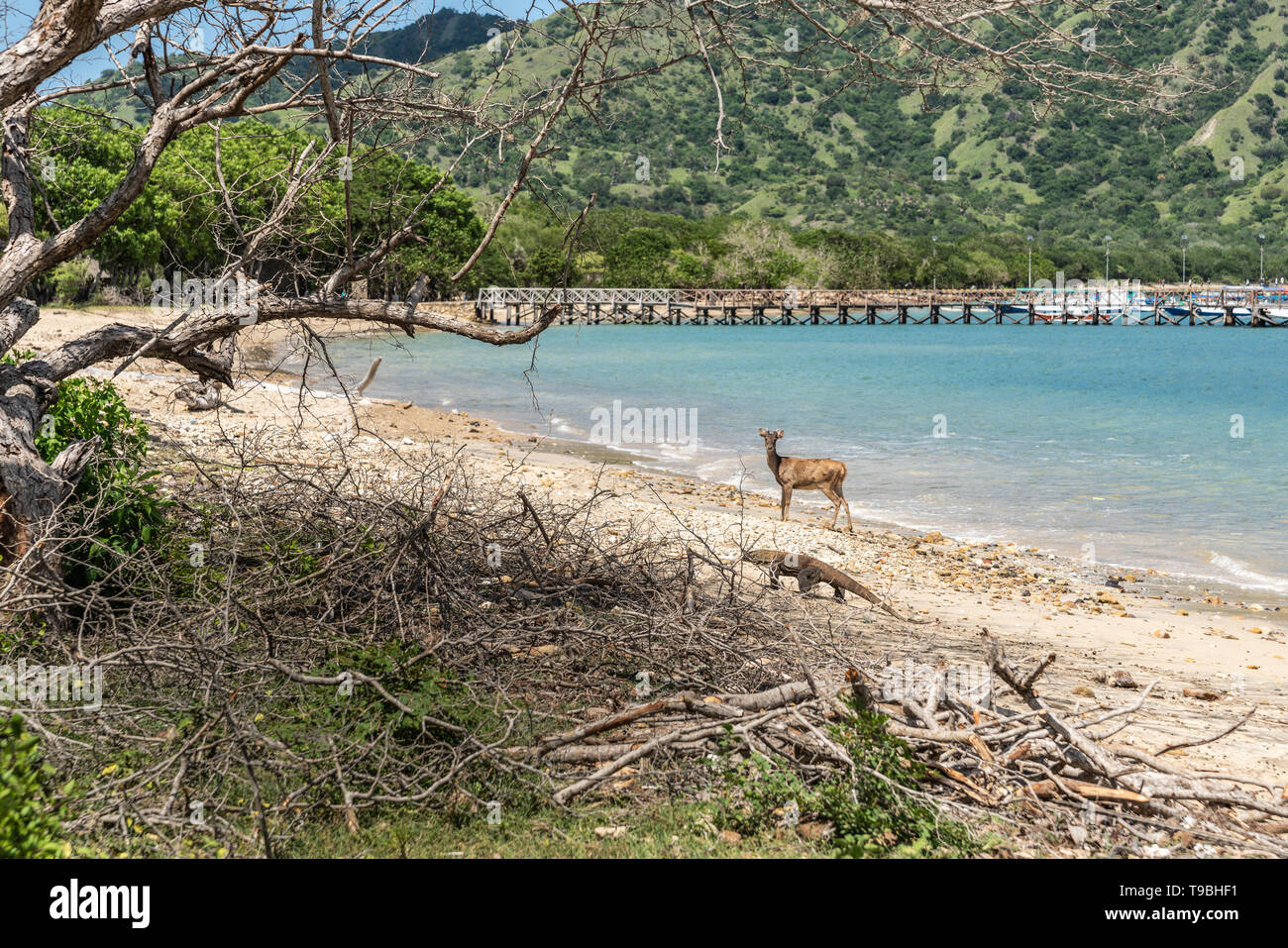 Insel Komodo, Indonesien - 24. Februar 2019: Komodo National Park. Komodo Dragon kreisen seine Beute, ein Reh, am Strand des Naturschutzgebietes. Stockfoto