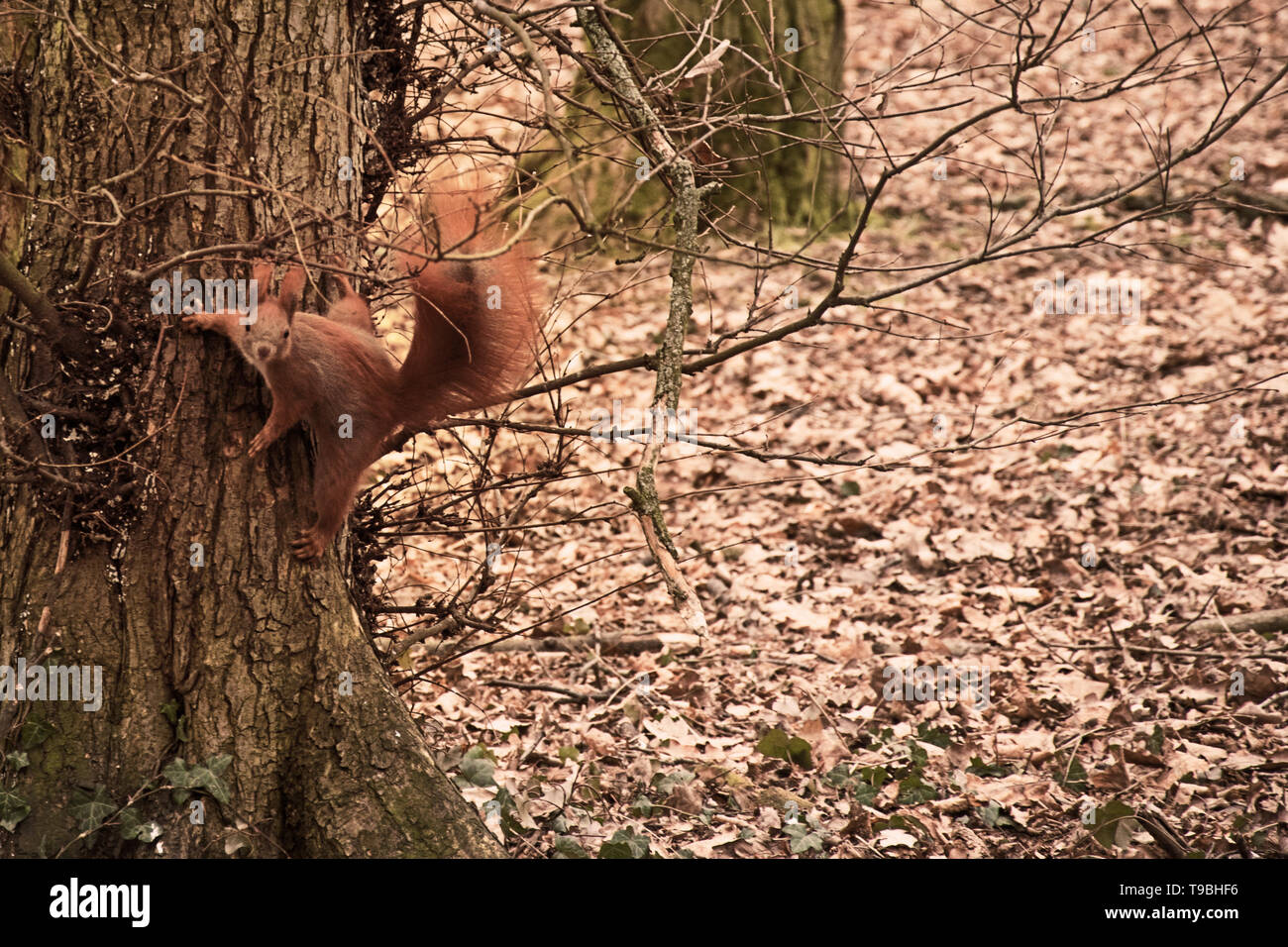 Eichhörnchen auf einem Baum in einem Springen Position. tolles Foto Stockfoto