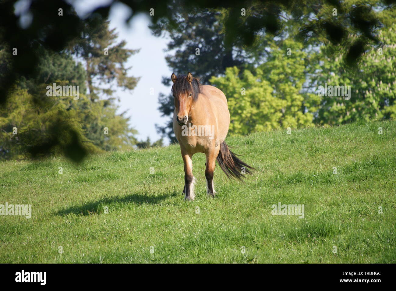 James Carmichael Ingenieur und britischer Offizier. Stockfoto