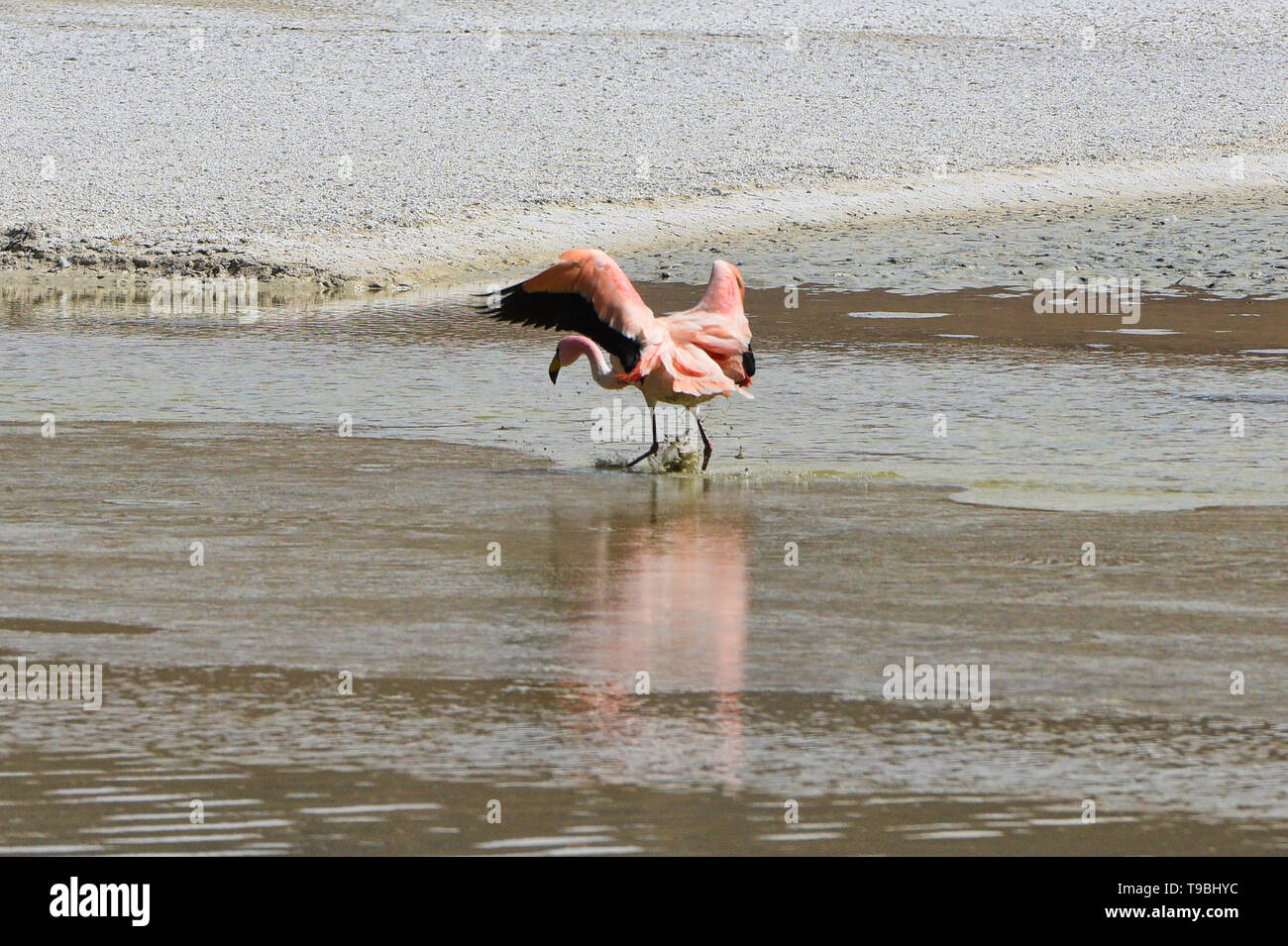 Strutting James Flamingo (Phoenicoparrus jamesi), Eduardo Avaroa National Reserve, Salar de Uyuni, Bolivien Stockfoto