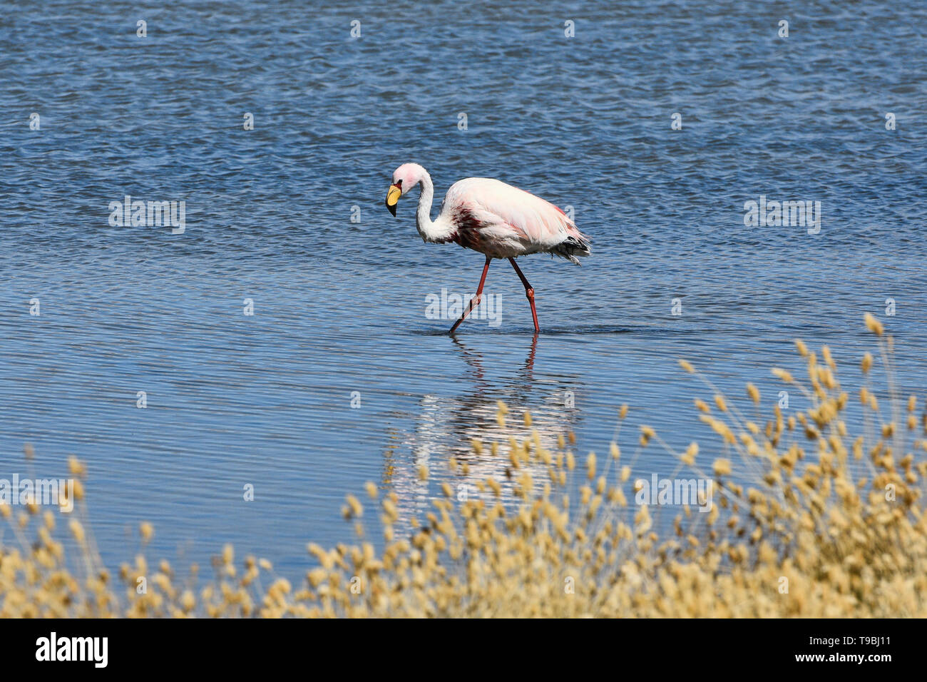 James's Flamingo (Phoenicoparrus jamesi), Eduardo Avaroa National Reserve, Salar de Uyuni, Bolivien Stockfoto