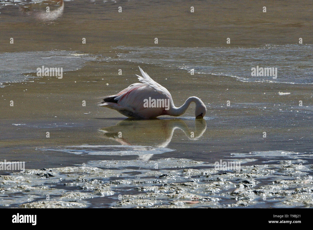 James's Flamingo (Phoenicoparrus jamesi), Eduardo Avaroa National Reserve, Salar de Uyuni, Bolivien Stockfoto
