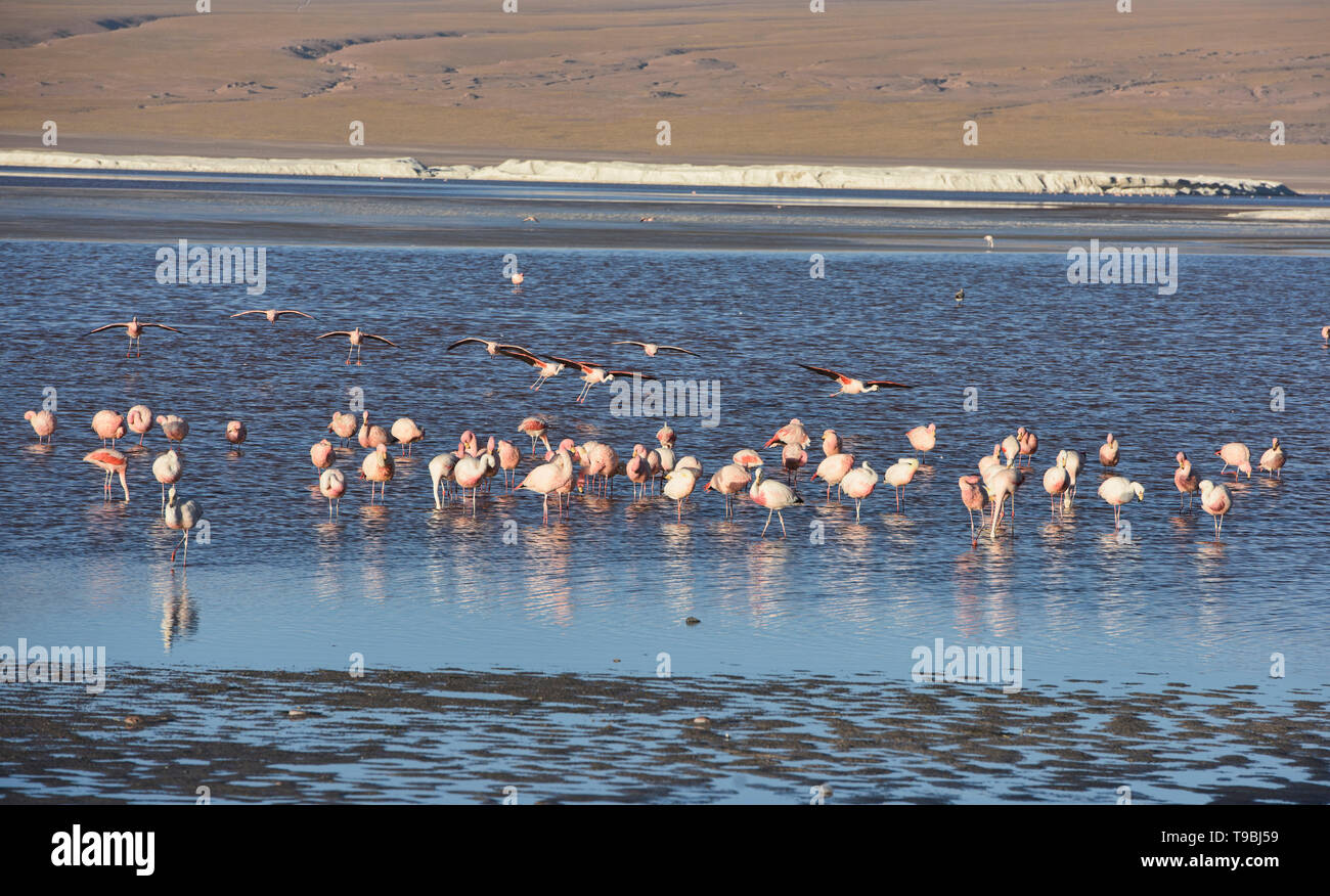 Eine Extravaganz von James, Anden, und chilenische Flamingos an der Laguna Colorada, Salar de Uyuni, Bolivien Stockfoto