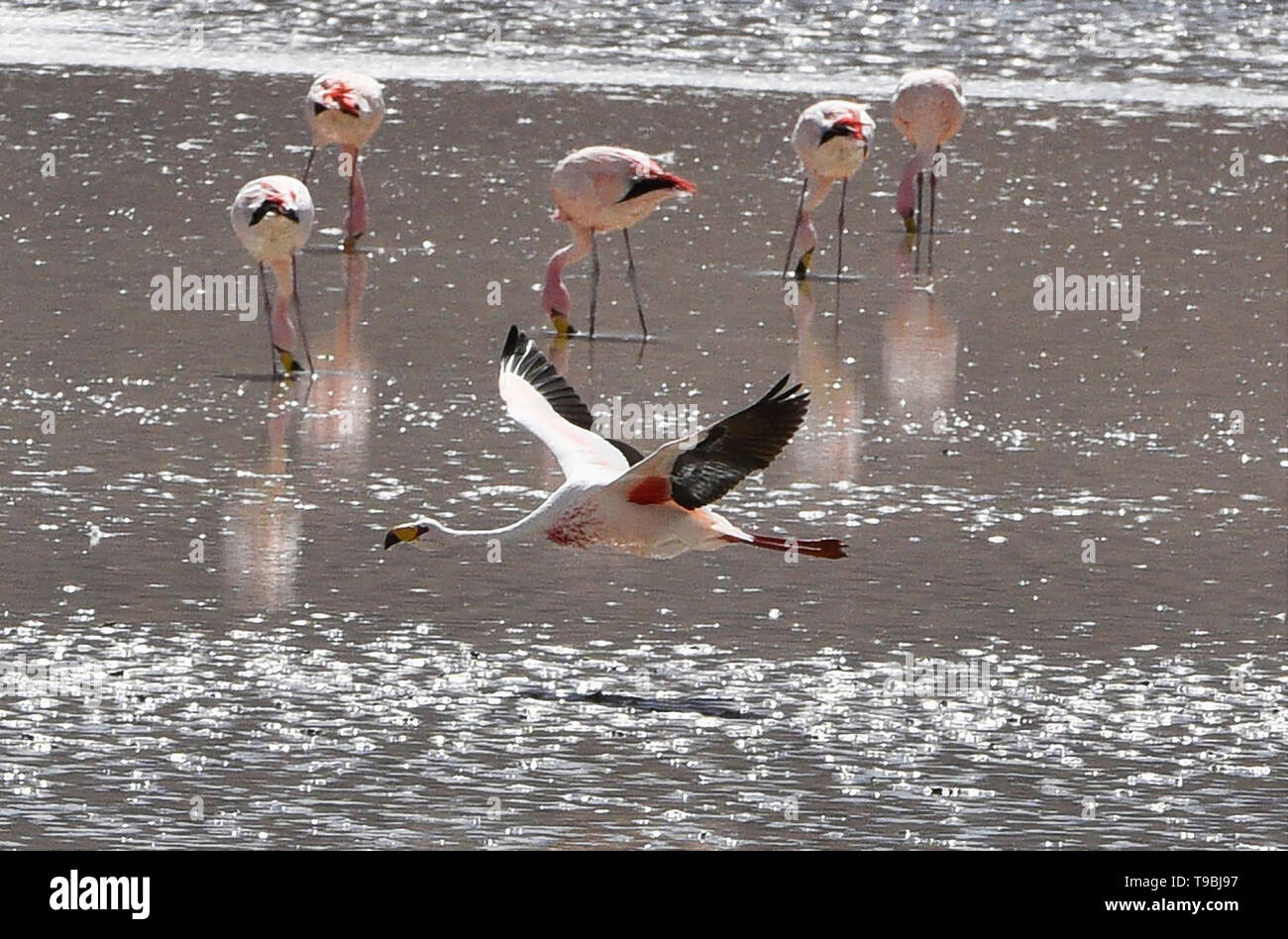 Flying James Flamingo (Phoenicoparrus jamesi), Eduardo Avaroa National Reserve, Salar de Uyuni, Bolivien Stockfoto