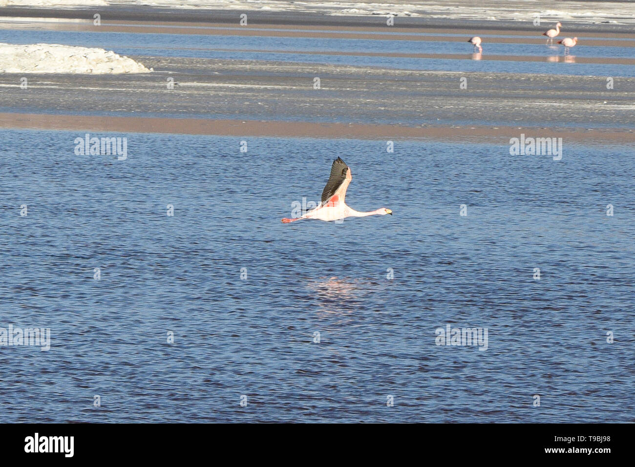 Flying James Flamingo (Phoenicoparrus jamesi), Eduardo Avaroa National Reserve, Salar de Uyuni, Bolivien Stockfoto
