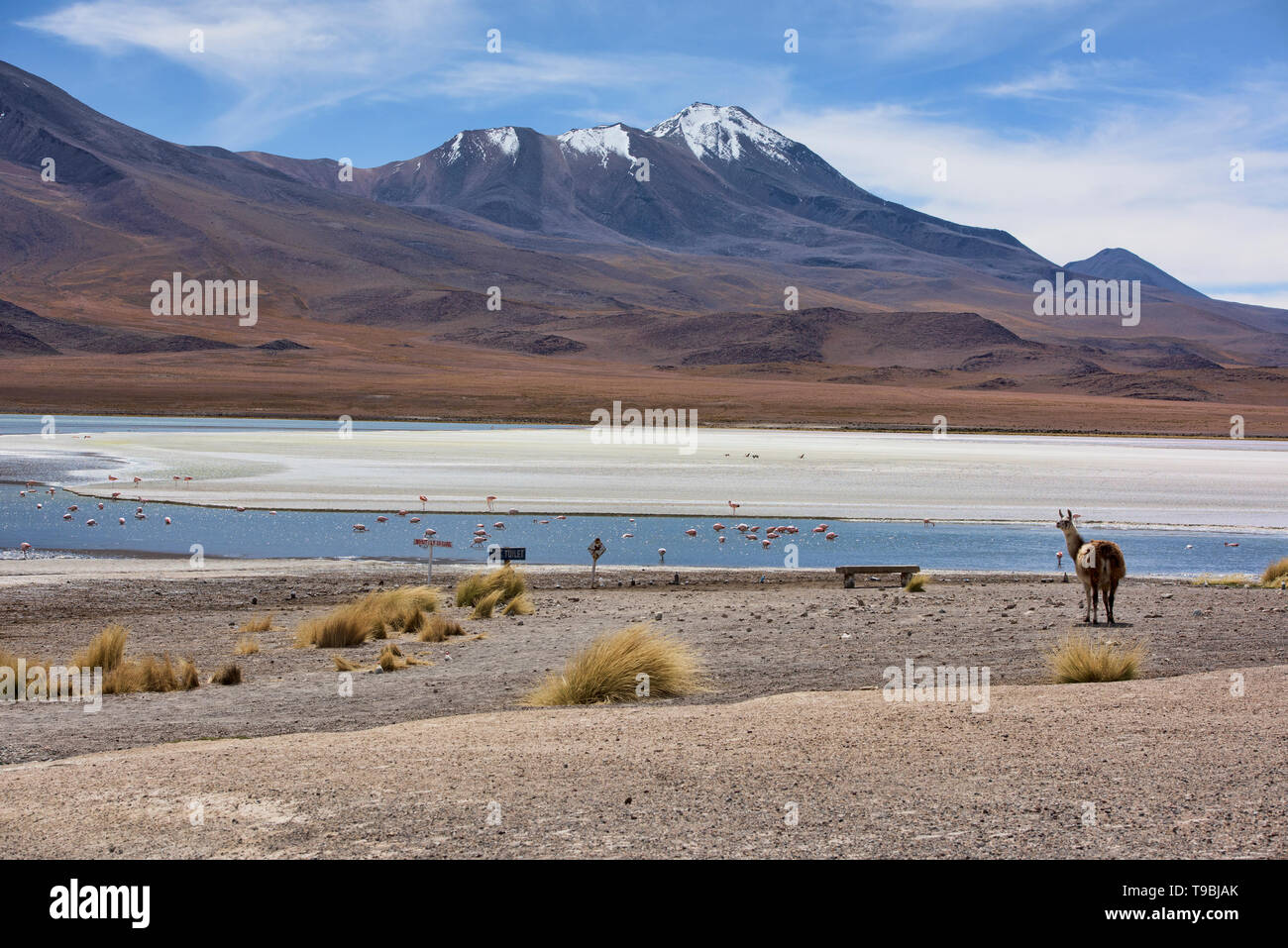 Ein Lama und eine Extravaganz von James, Anden, und chilenische Flamingos in der Laguna Hedionda, Salar de Uyuni, Bolivien Stockfoto