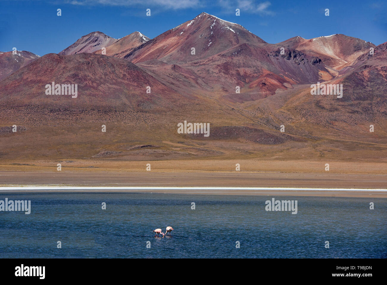 Eine Extravaganz von James, Anden, und chilenische Flamingos in der Laguna Hedionda, Salar de Uyuni, Bolivien Stockfoto