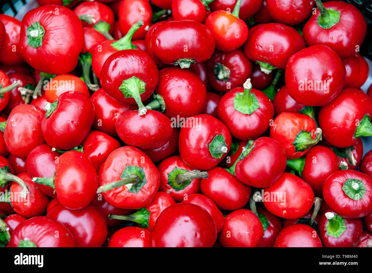 Frische Kirsche ball Paprika, Pfeffer oder rot Sweet Chili peppers am Markt veräußert werden. Stockfoto