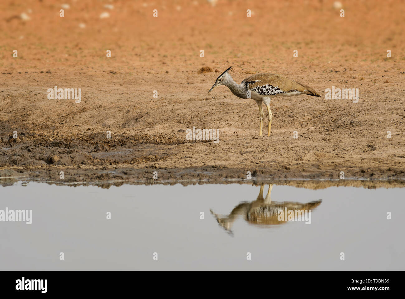 Kori Bustard - Ardeotis Kori, großen Vogel aus afrikanischen Savannen, Etosha National Park, Namibia. Stockfoto