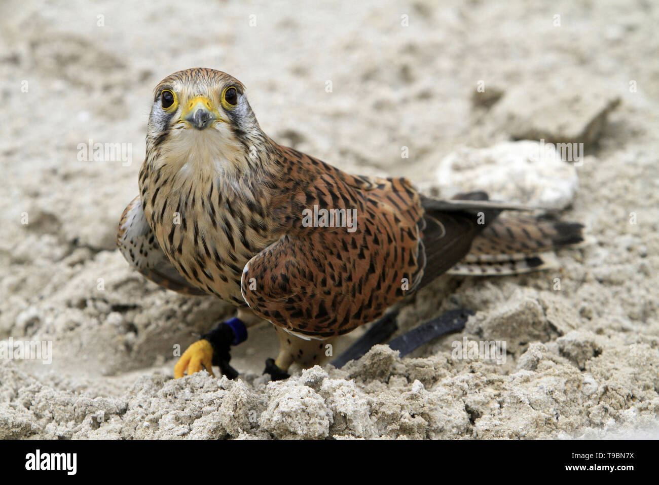 Faucon crécerelle. Falco tinnunculus. Stockfoto