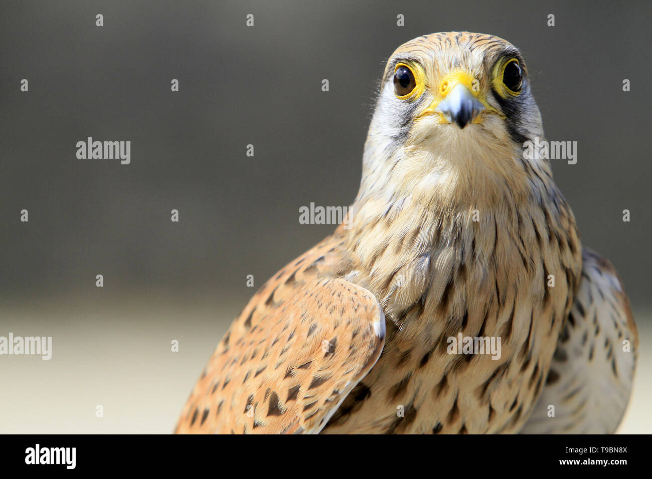 Faucon crécerelle. Falco tinnunculus. Stockfoto