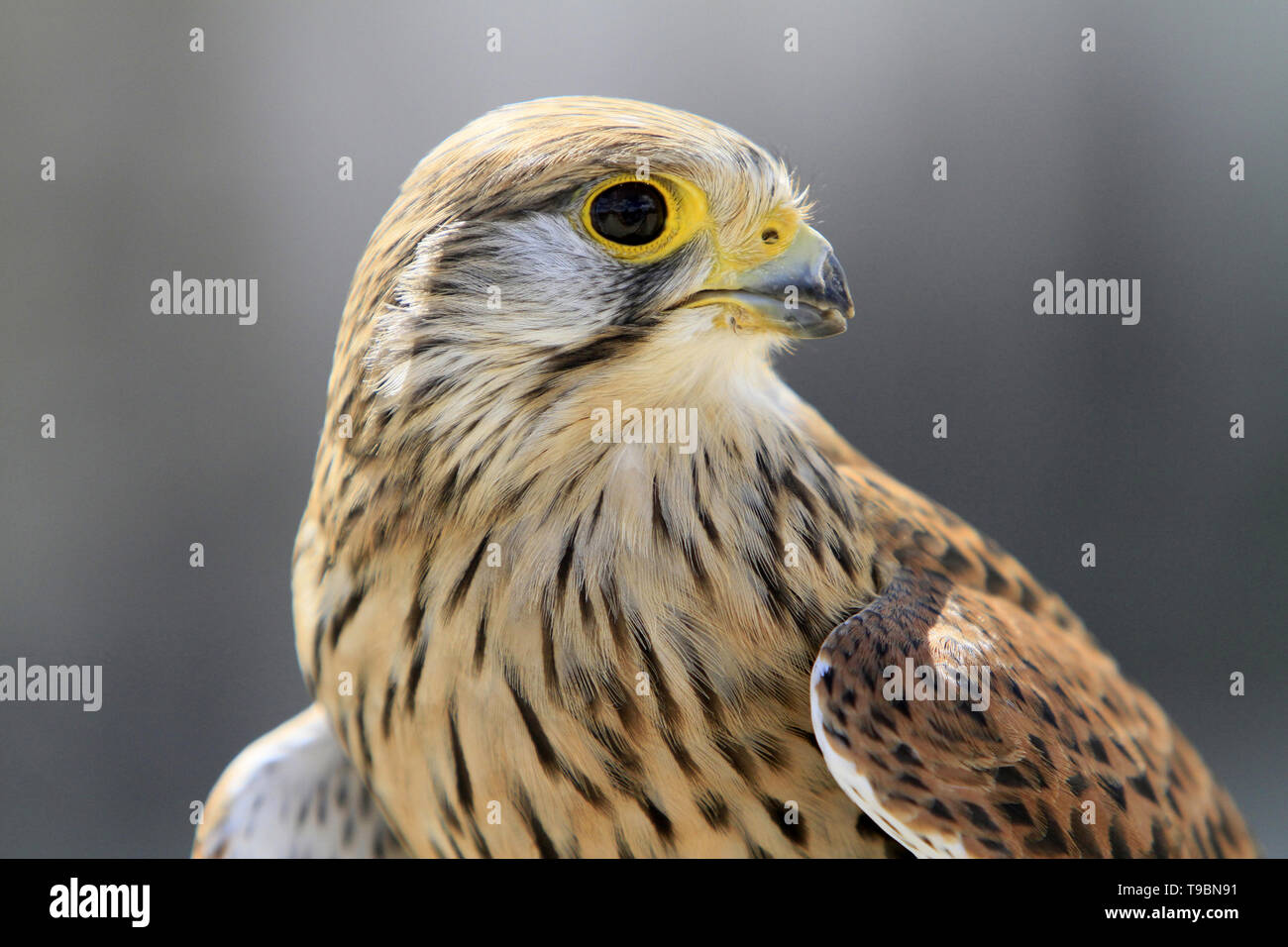 Faucon crécerelle. Falco tinnunculus. Stockfoto