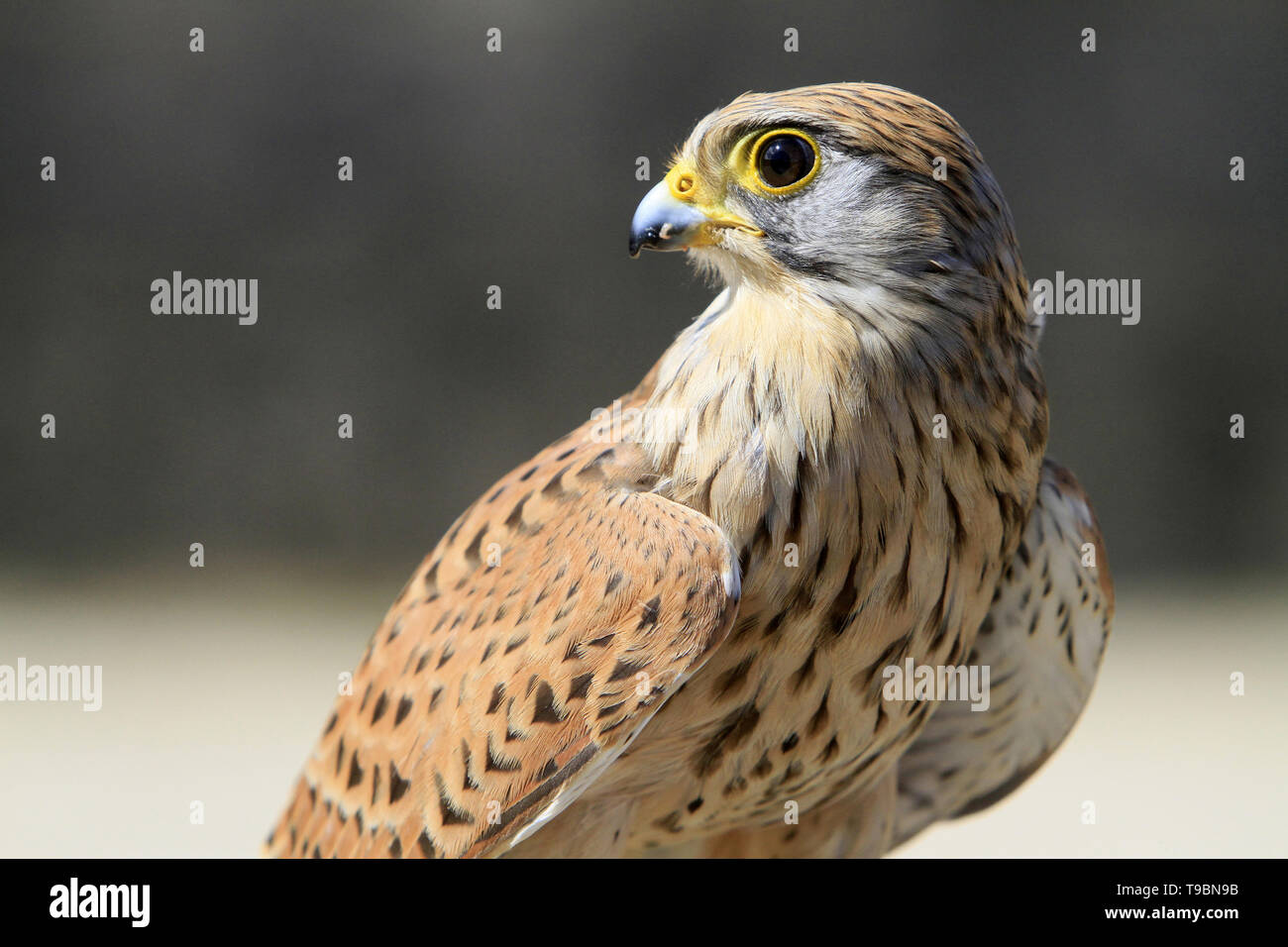 Faucon crécerelle. Falco tinnunculus. Stockfoto