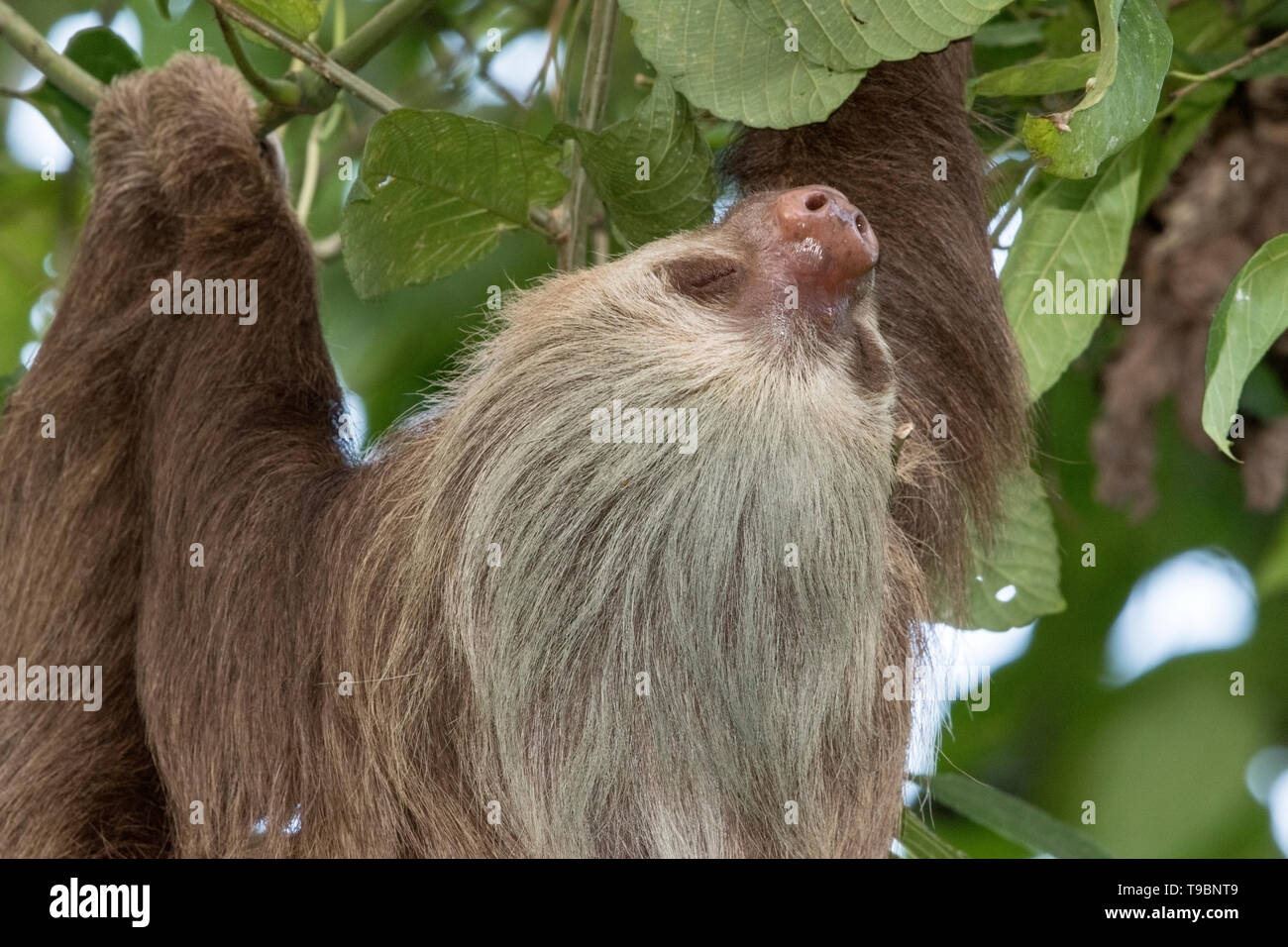 Hoffman's Zwei-toed Sloth, ruht in einem Baum, La Selva, Costa Rica, 26. März 2019 Stockfoto