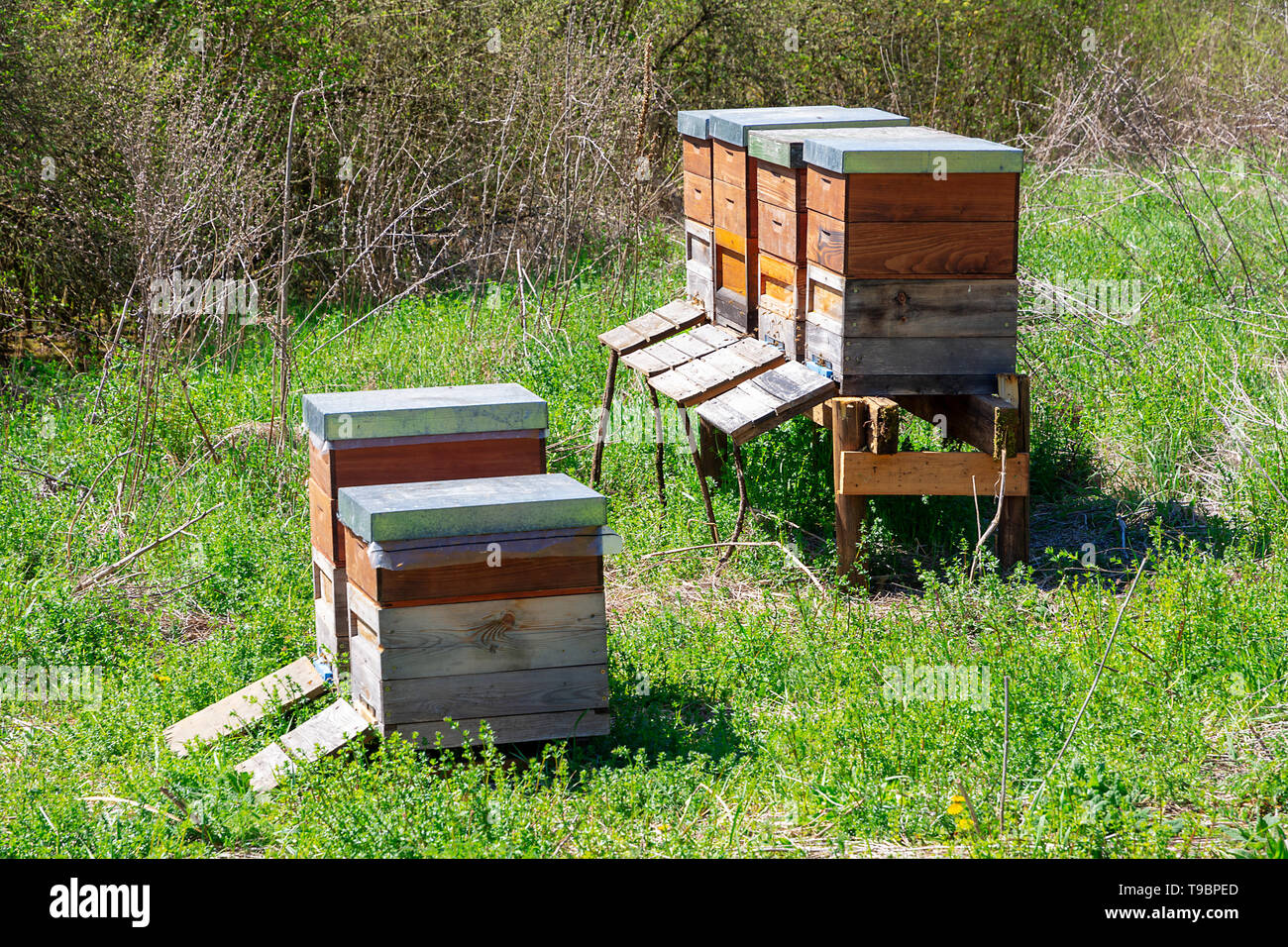 Imkerei - Bienen fliegen auf einem hölzernen Beeyard. Stockfoto
