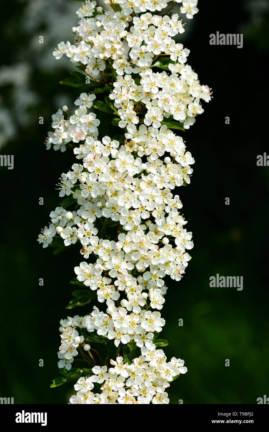 Ein weißdorn-Niederlassung in weiße Blüten und Knospen. Stockfoto