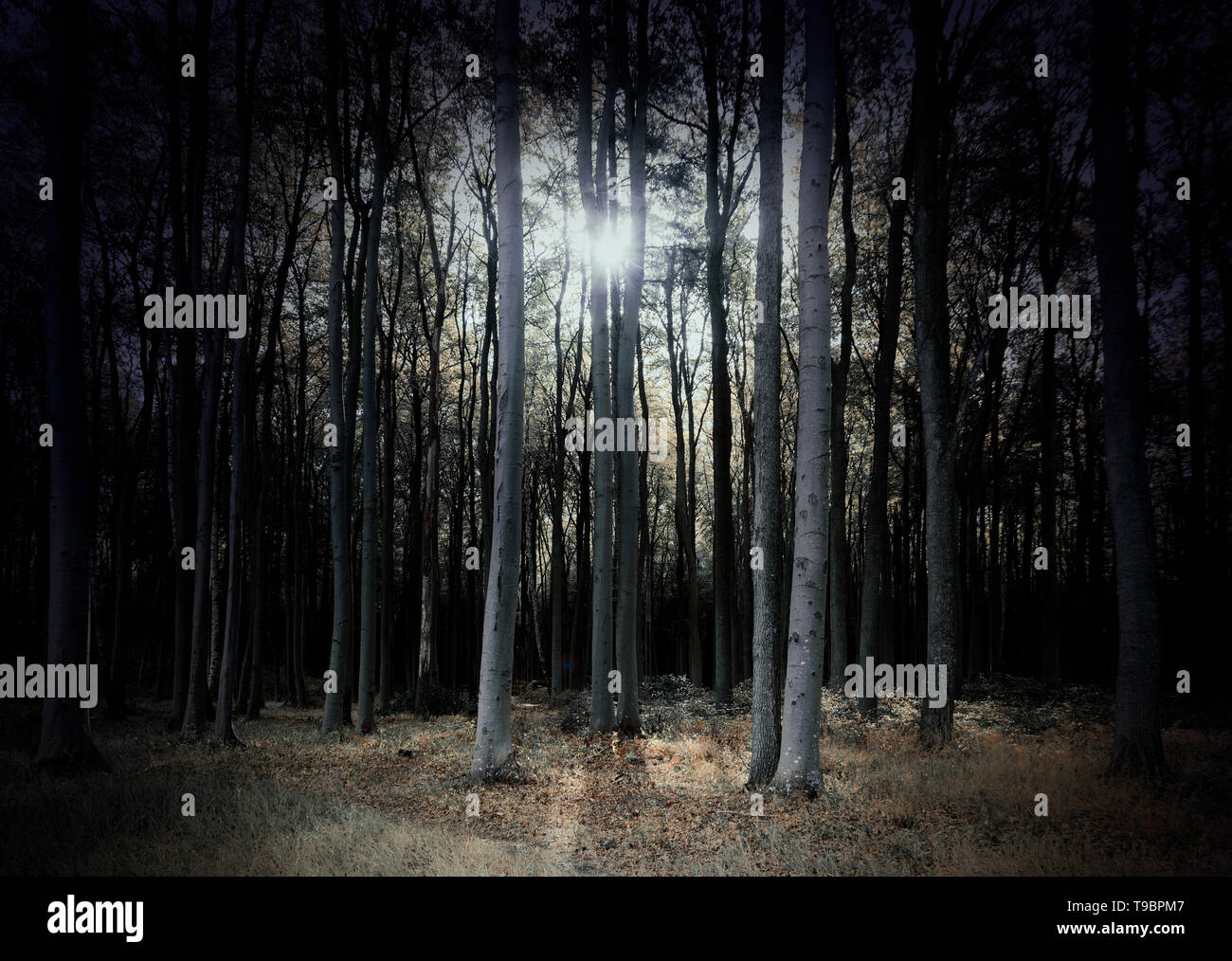 Geheimnisvoll dunklen Wald in blassen Farben mit niedrig stehende Sonne, unheimlich fantasy Landschaft für Halloween, ausgewählten Soft Focus Stockfoto