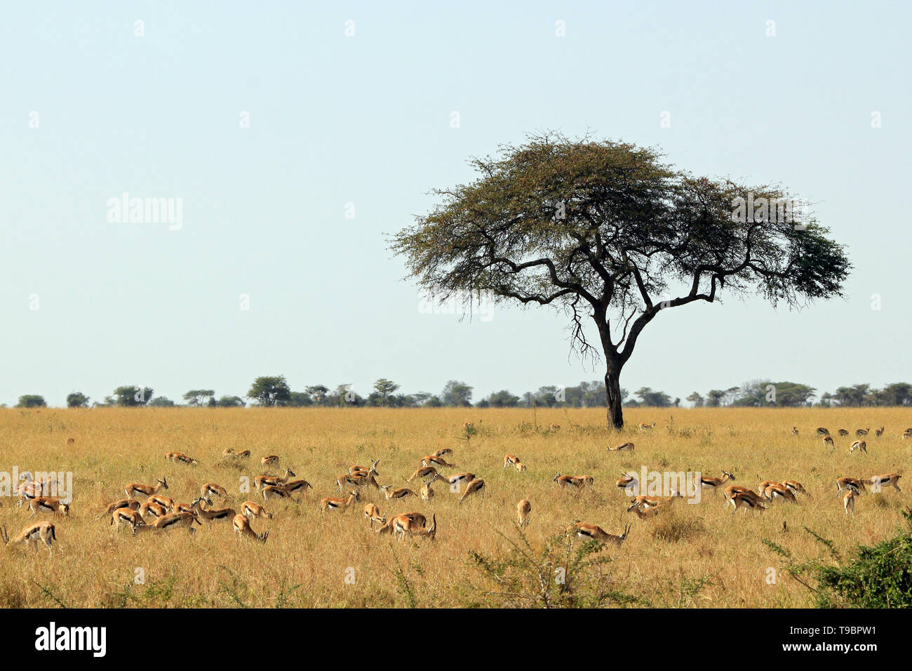 Thomson Gazellen (Eudorcas Thomsonii), Serengeti, Tansania Stockfoto