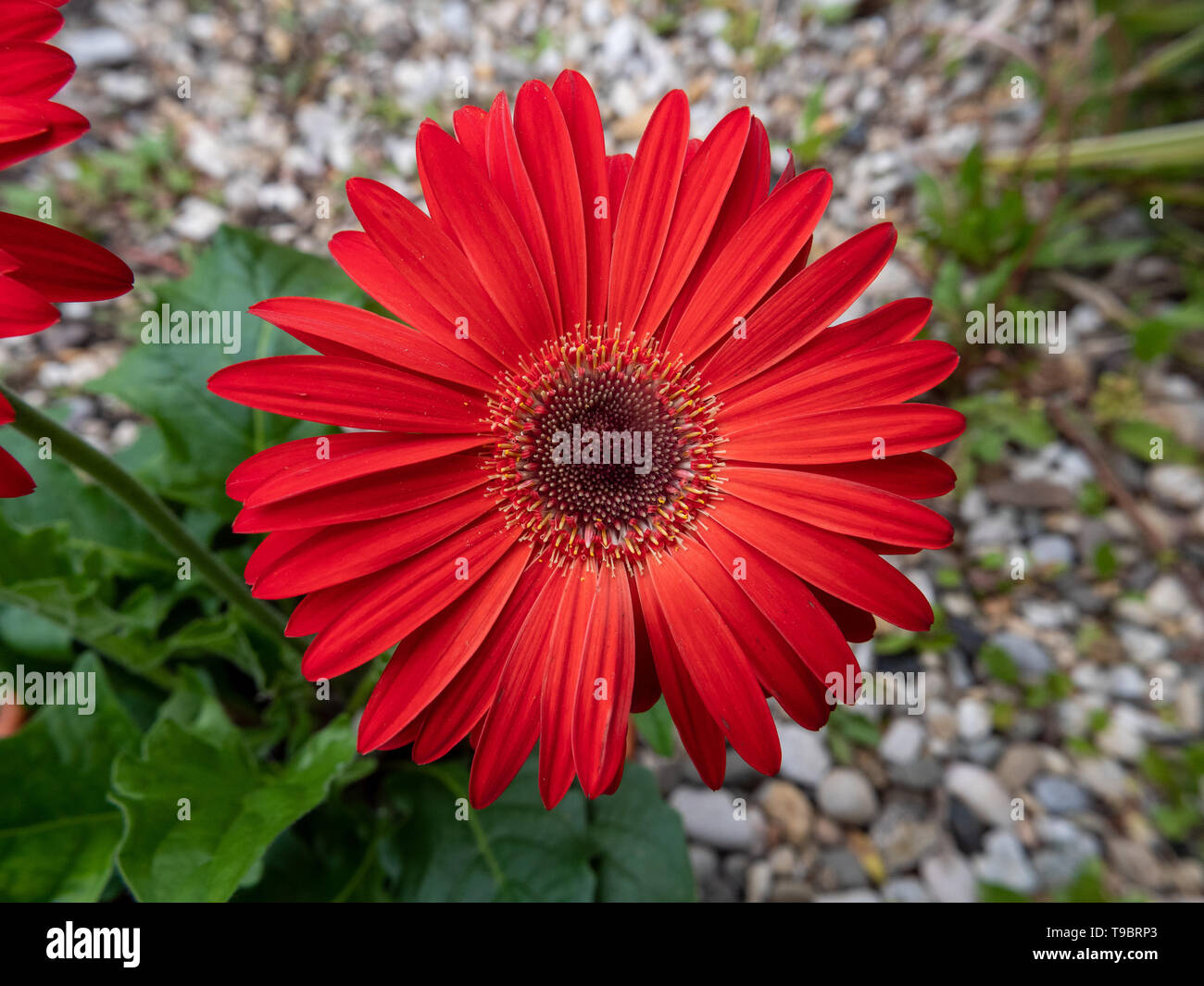 rote Blume im Garten Stockfoto