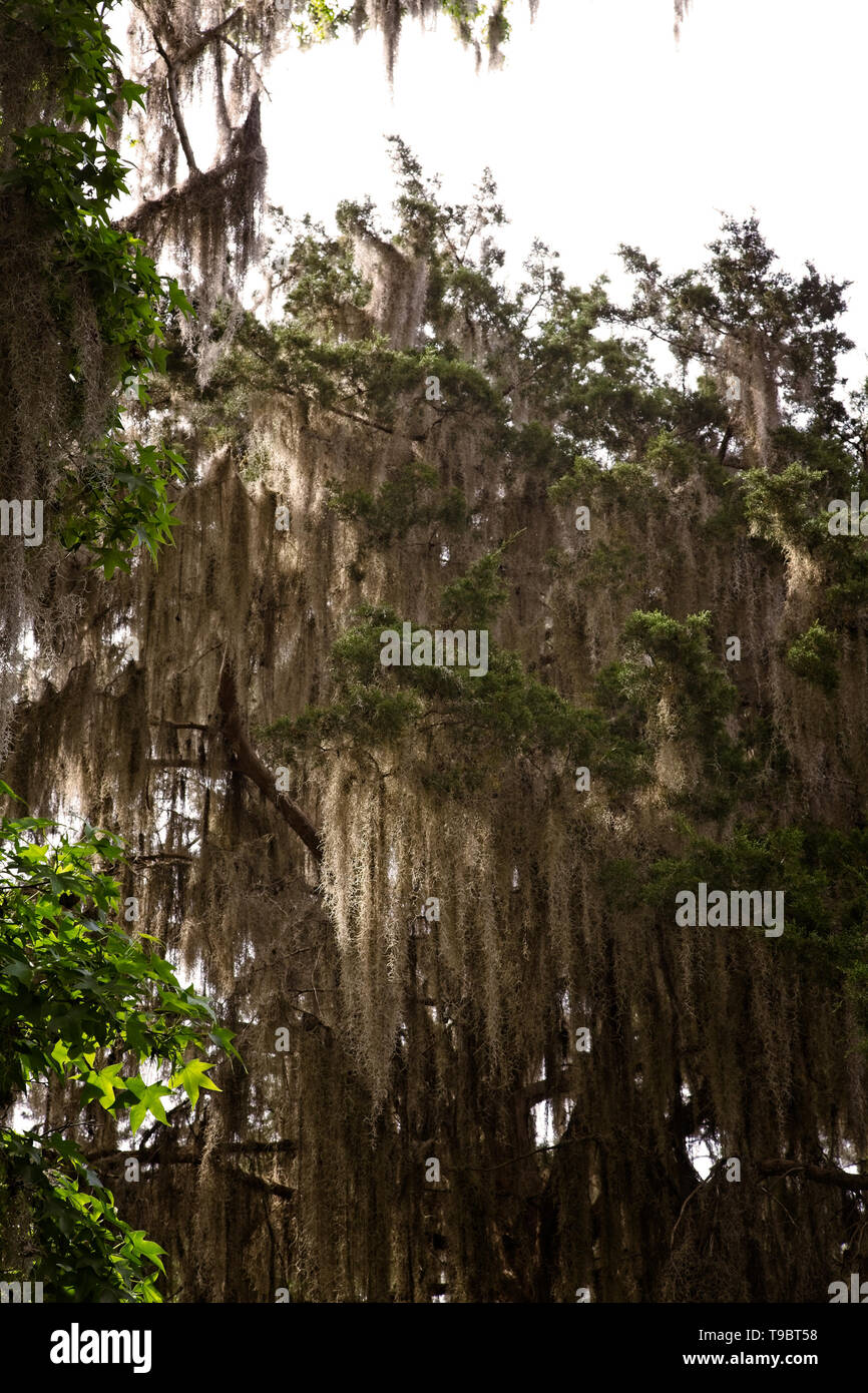 Baum drapiert mit spanischem Moos Stockfoto