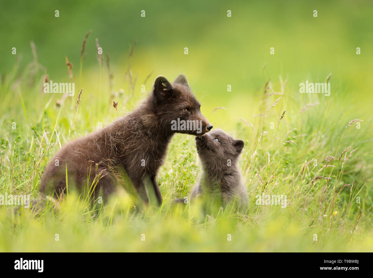 Mutter arktischen Fuchs (Vulpes lagopus) mit einem Cub, Island. Stockfoto Mutter arktischen Fuchs (Vulpes lagopus) mit einem Cub, Island. Stockfoto