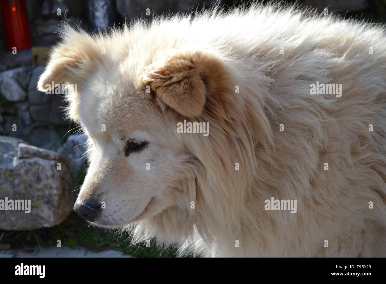 Portrait von ein guter Hund mit langen braunen Fell an einem sonnigen Frühlingstag. Stockfoto