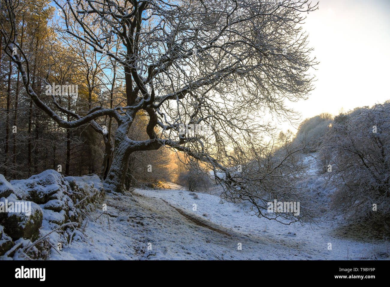 Winterlandschaft mit Eiche Stockfoto