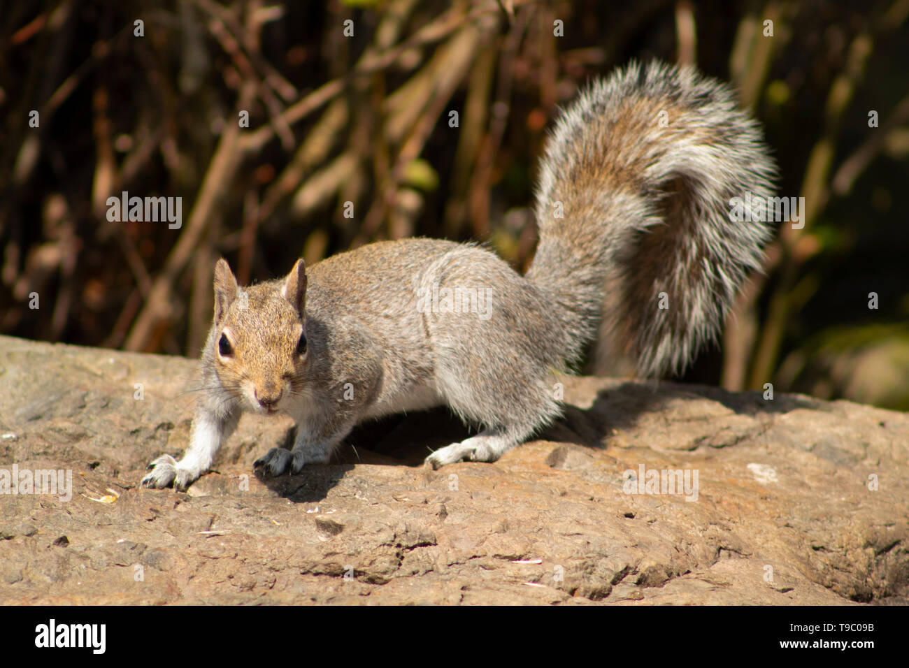 Eichhörnchen Stockfoto