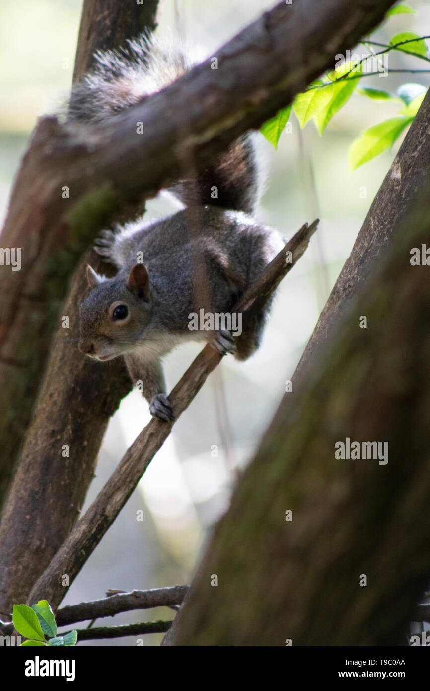 Eichhörnchen Stockfoto