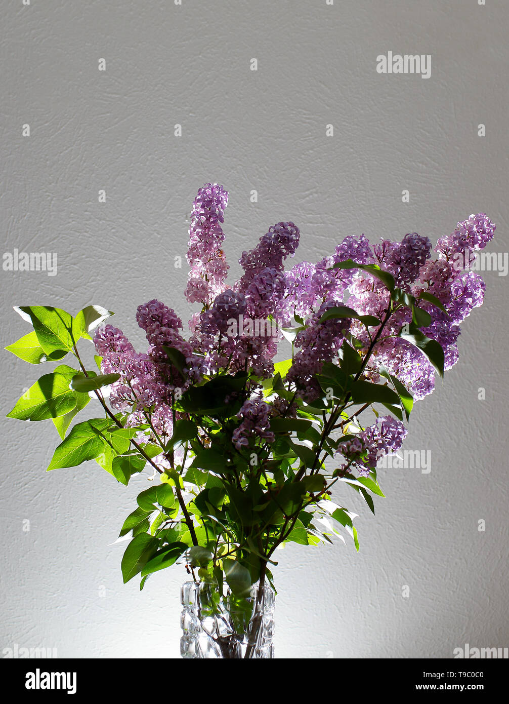 Schönen lila Blumen in Vase auf weißem Hintergrund Stockfoto