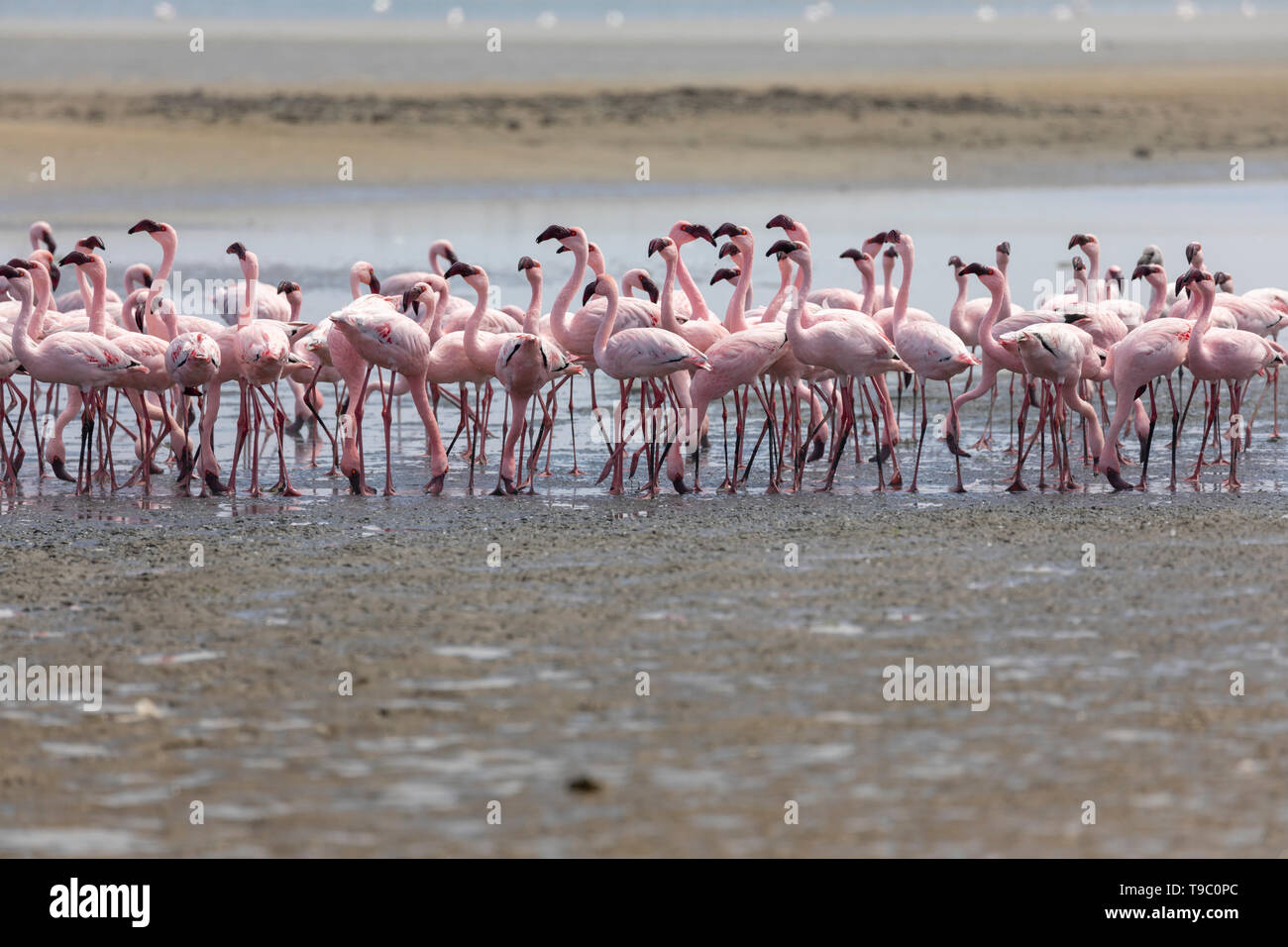 Lesser Flamingo (phoenicoparrus Moll) Stockfoto