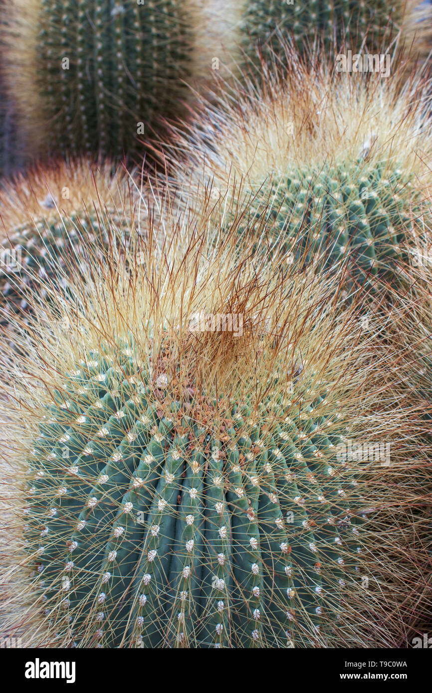 Große Kaktus - aylostera steinmanni im Botanischen Garten Stockfoto