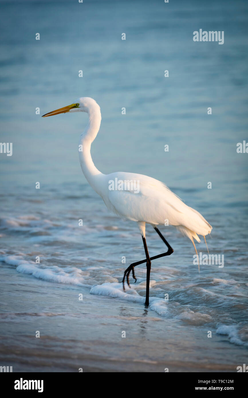 Silberreiher (Ardea alba) oder gemeinsame Reiher am Strand im Südwesten Florida, Naples, Florida, USA Stockfoto