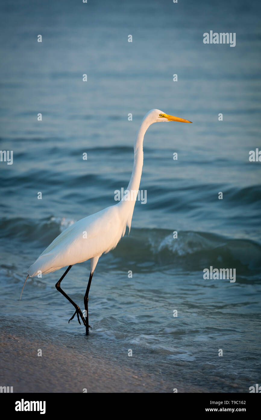 Silberreiher (Ardea alba) oder gemeinsame Reiher am Strand im Südwesten Florida, Naples, Florida, USA Stockfoto