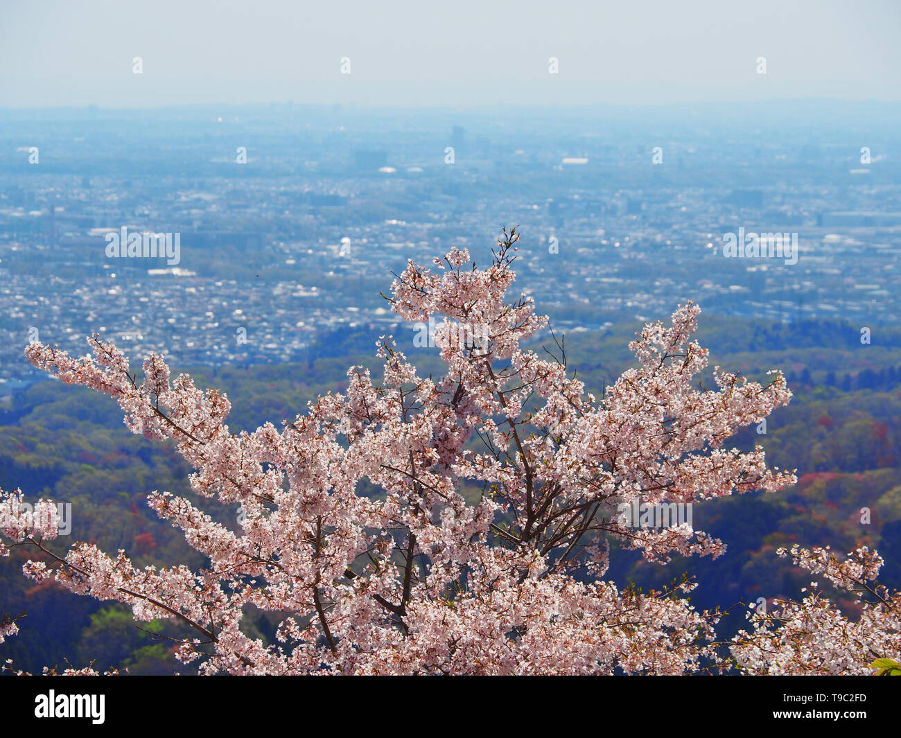 Aussicht auf Tokio mit einem Kirschbaum im Vordergrund, aufgenommen vom Berg Takao Stockfoto