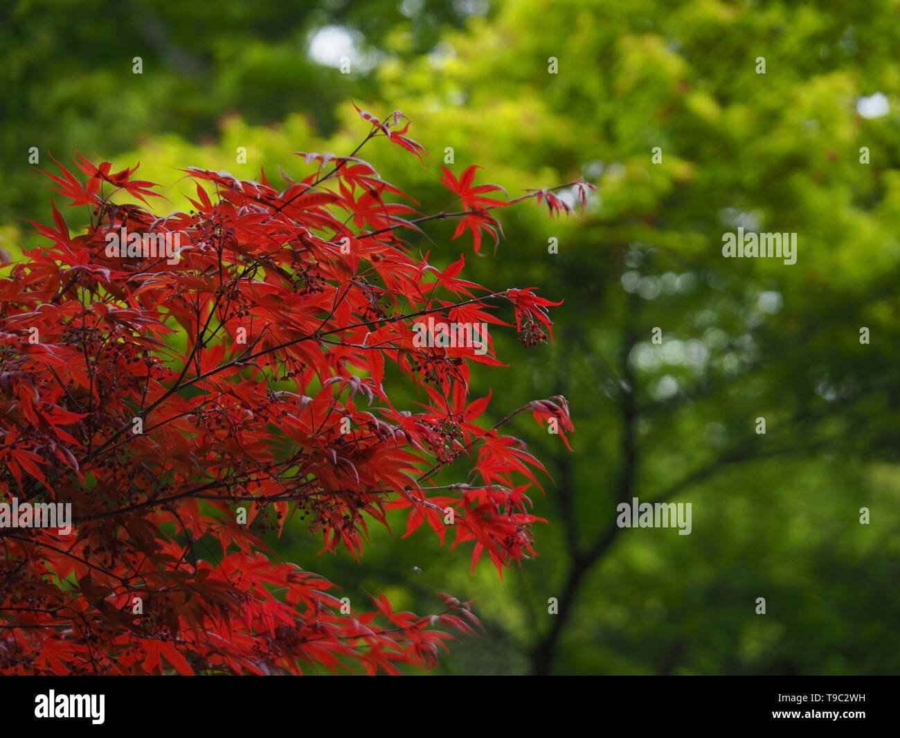 Japanische Rote Lüfter Ahorn in Tokio Stockfoto