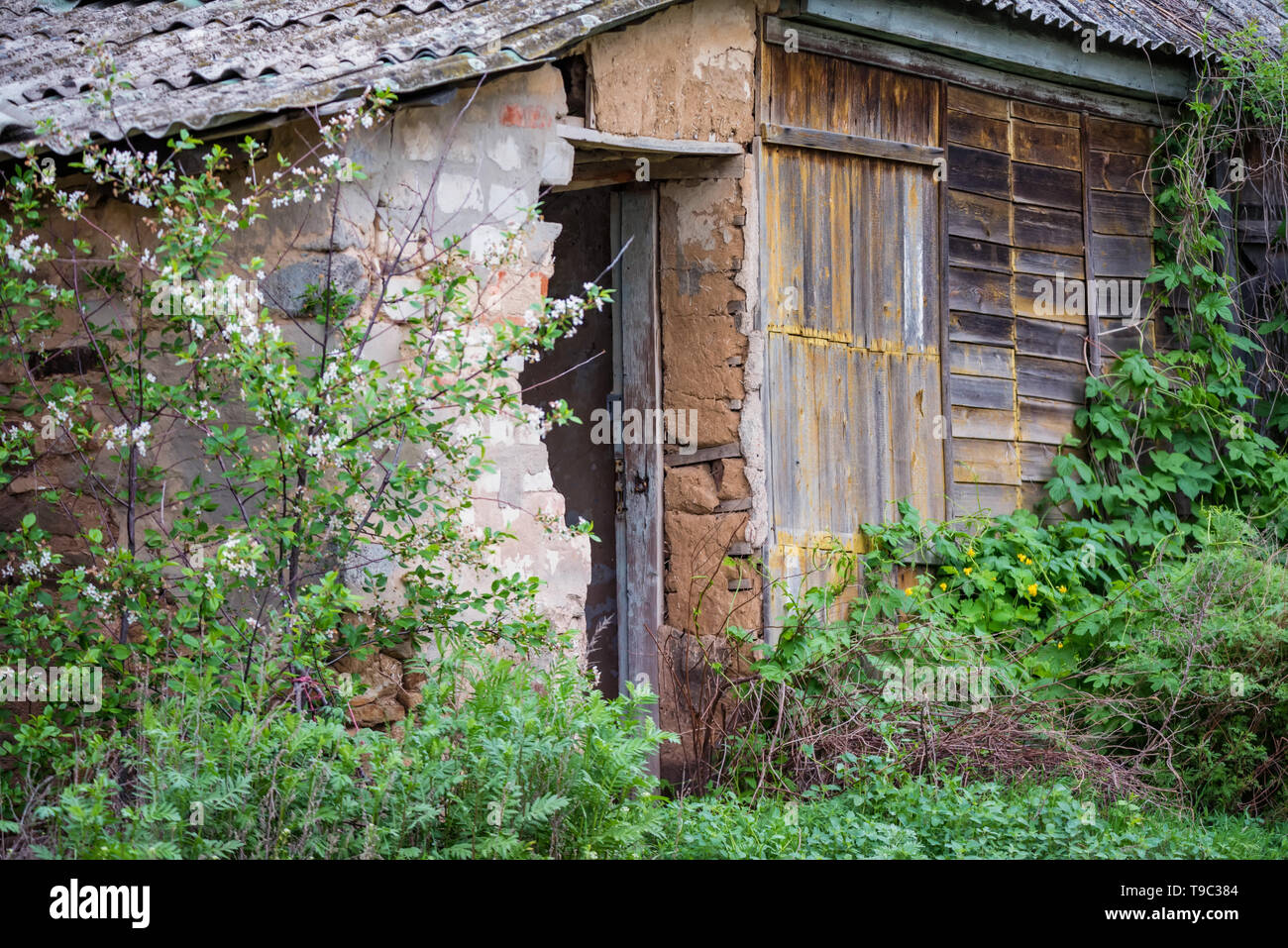 Alten, verlassenen Holz- ländliche Hütte auf dem Land Stockfoto