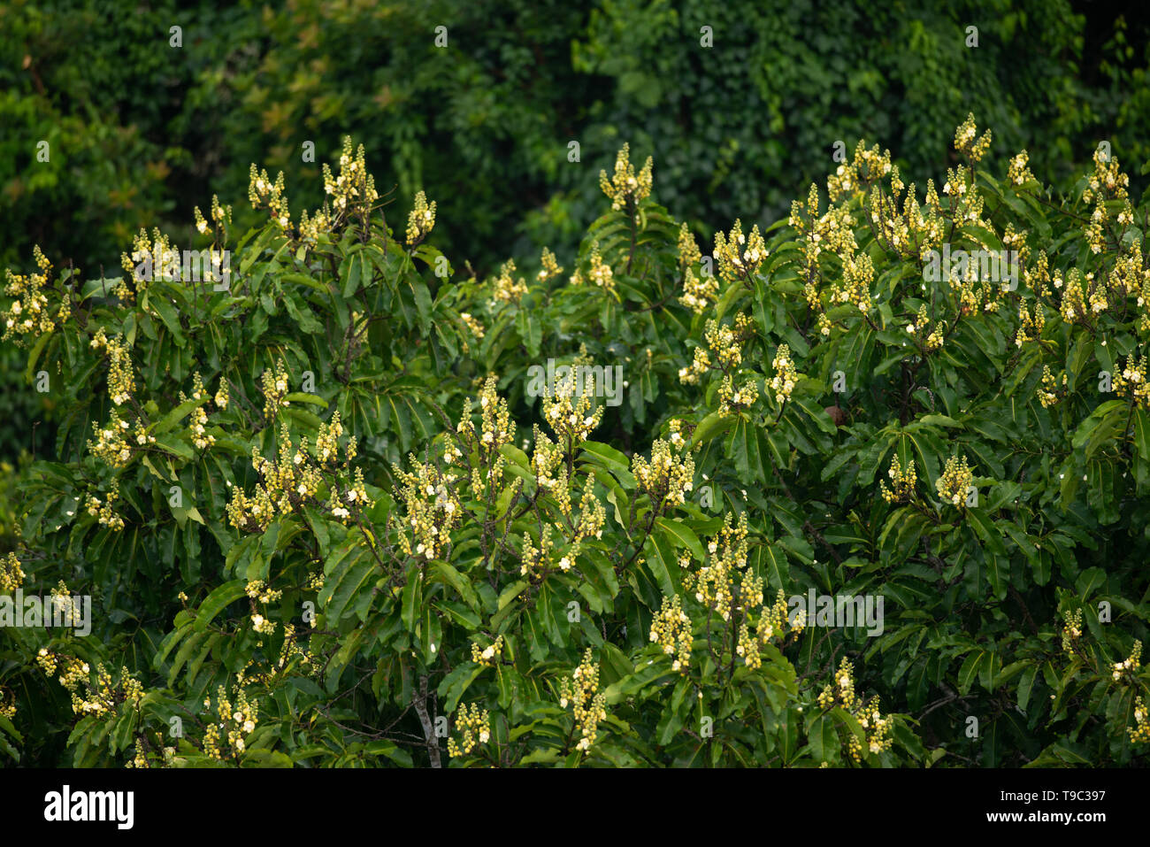 Brasilien Mutter Baum (Bertholletia Excelsa) Vordach während der Blütezeit Stockfoto