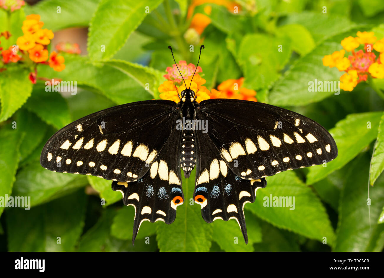 Die dorsalen Ansicht einer Östlichen Schwalbenschwanz Schmetterling Fütterung auf ein lantana Blume Stockfoto