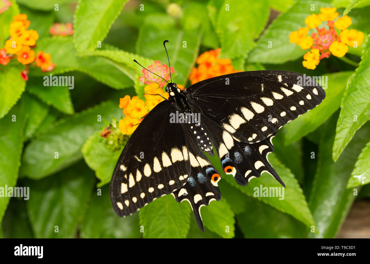 Männliche östlichen Schwalbenschwanz Schmetterling Fütterung auf Lantana Blüten Stockfoto