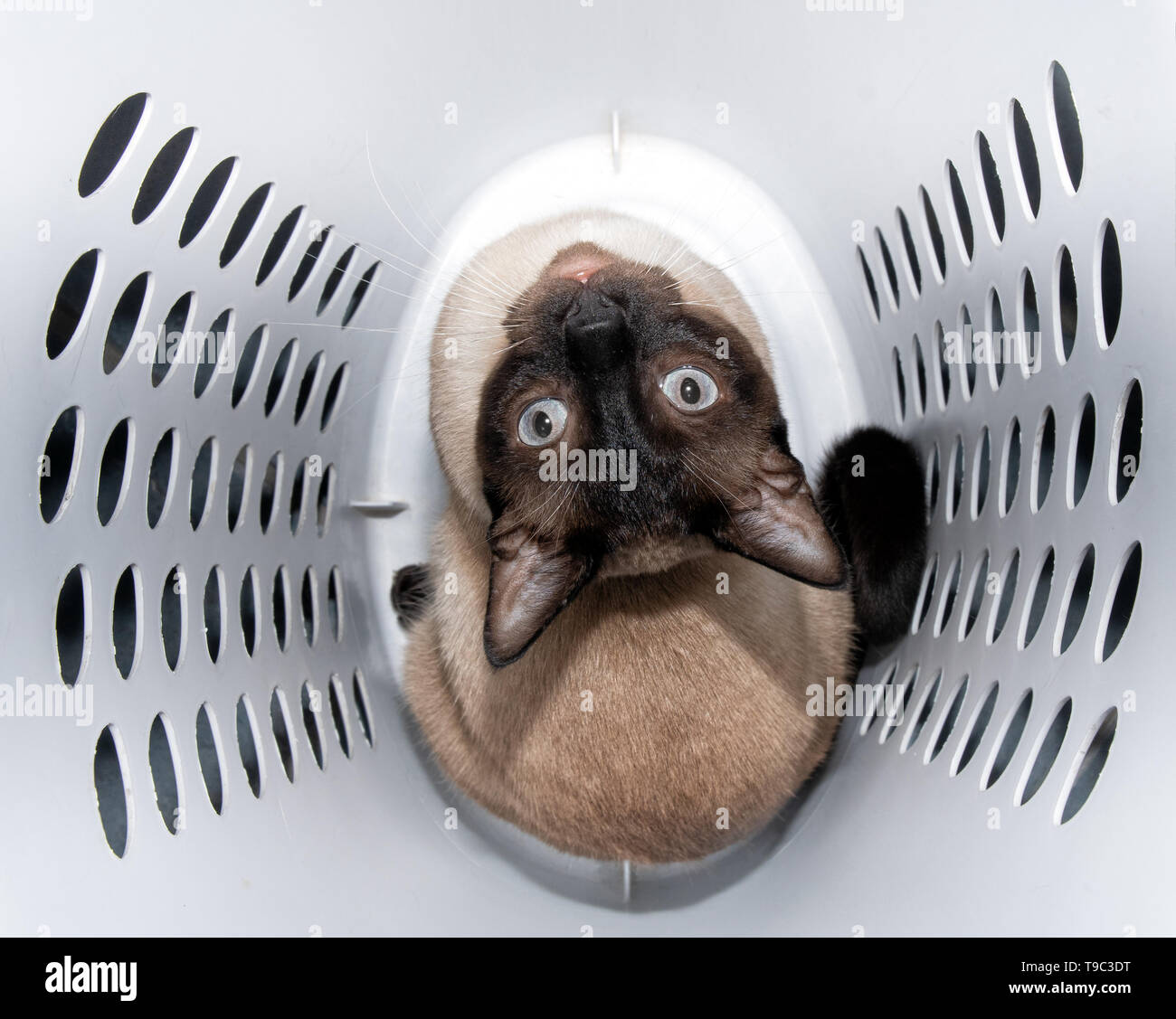 Siamesische Katze in einer Wäscherei sitzen behindern, Stockfoto