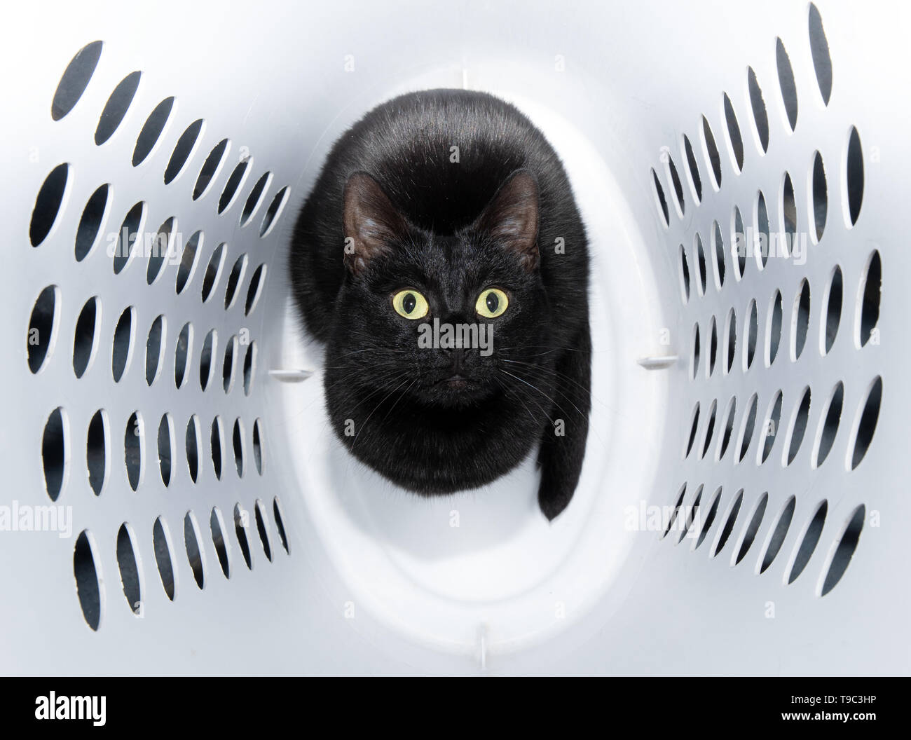 Verspielt, glänzend schwarze Katze in eine weiße Wäsche Korb sitzen, Suchen nach Stockfoto