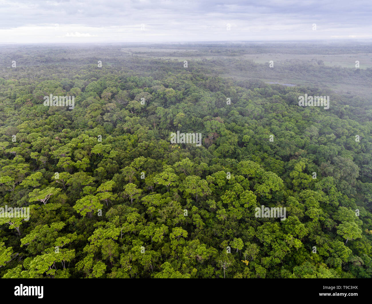 Luftaufnahme eines Waldes im nördlichen Pantanal, Brasilien Stockfoto