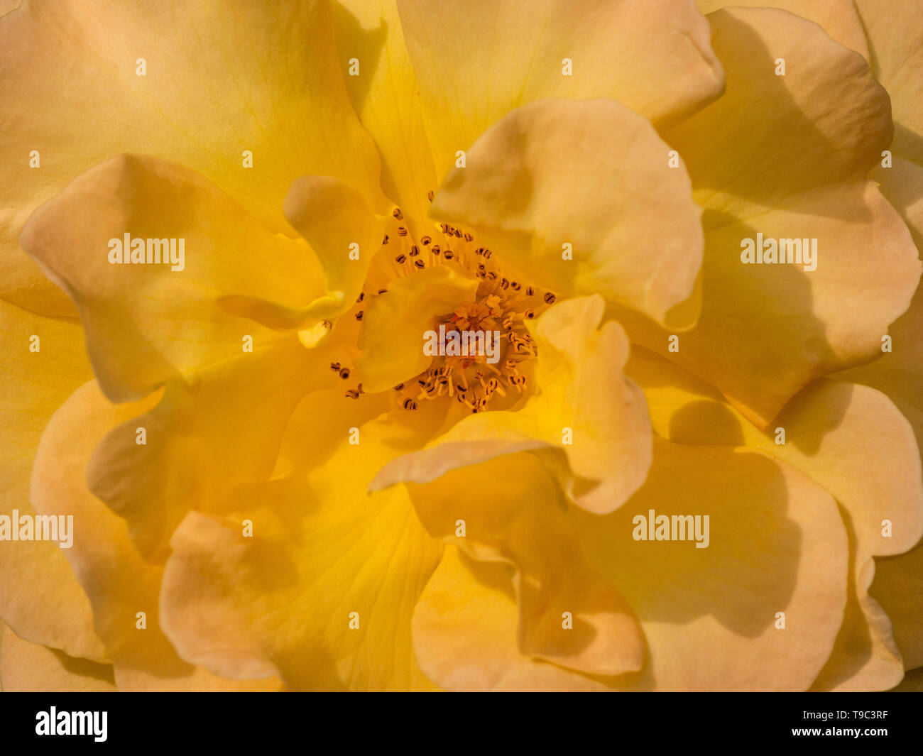 Nahaufnahme des gelben Kletterrose-Gold Charme (Chewalbygold) Stockfoto