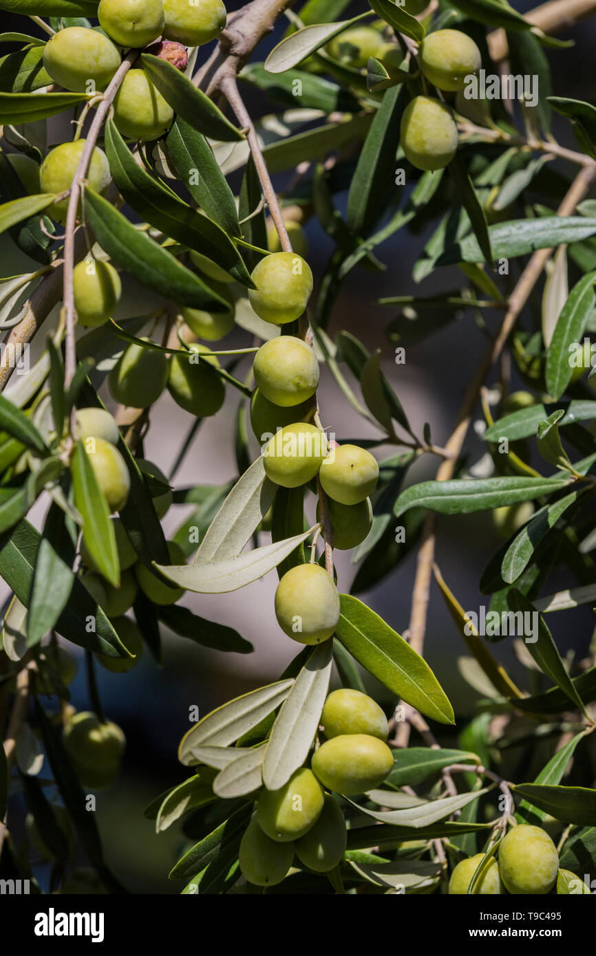 Zweige mit den Frchten der Olivenbaum Oliven Schu close-up  Stockfotografie - Alamy