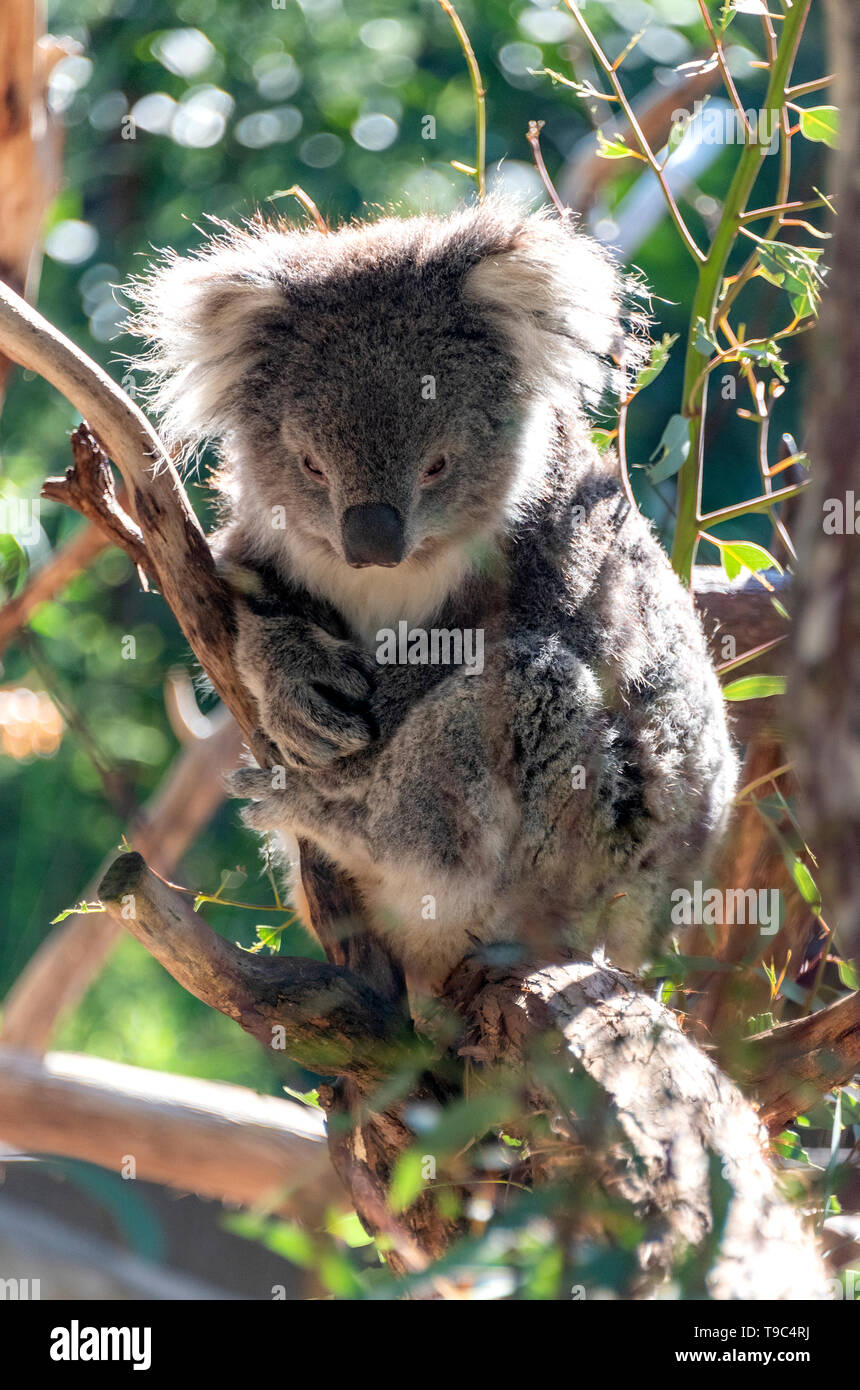 Schläfriger Koala ruhen im Gum Tree, Healesville, Australien. Stockfoto