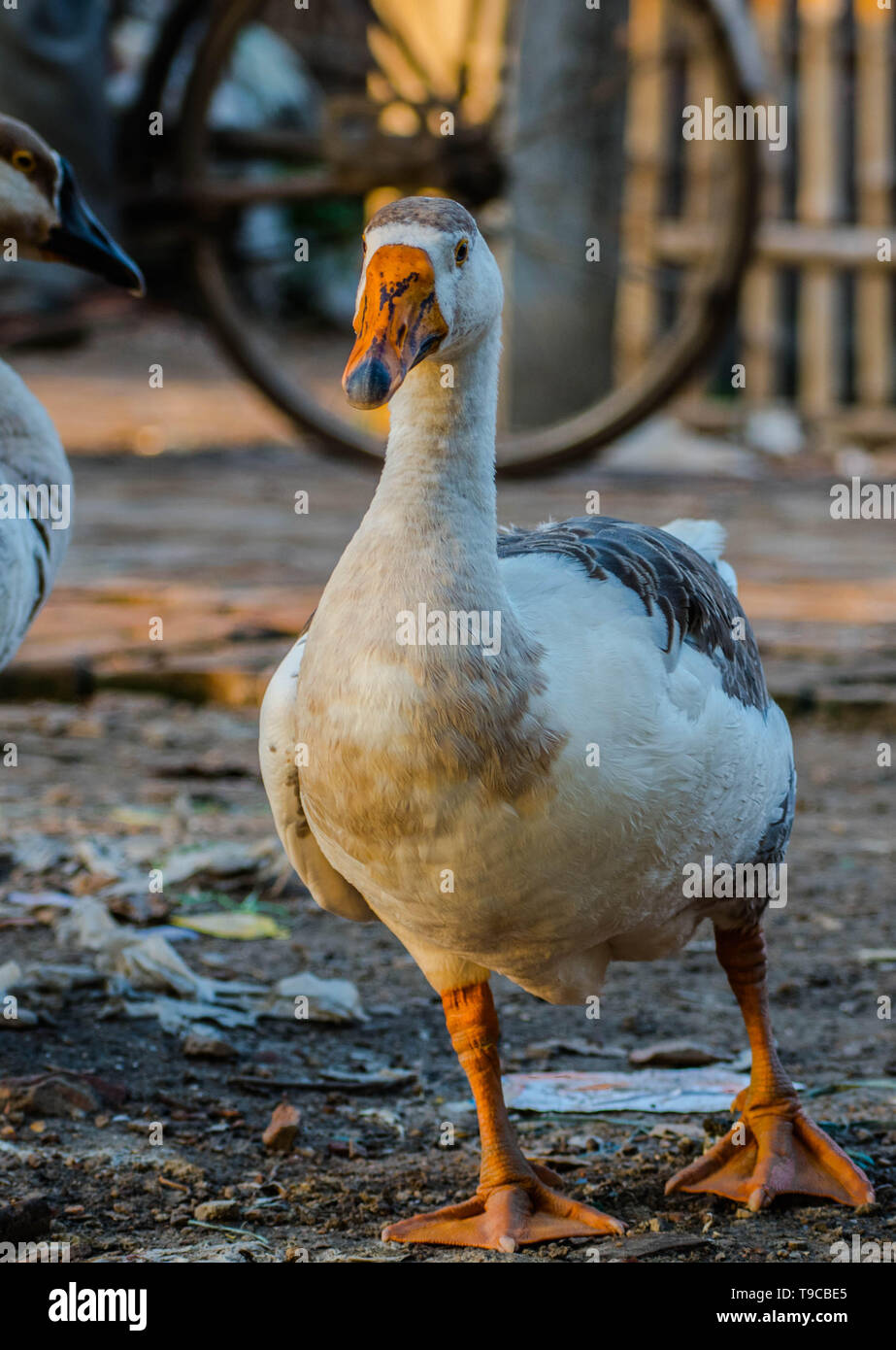 Schwäne sind Vögel der Familie Entenvögel innerhalb der Gattung Cygnus. Nächsten Verwandten die Schwäne" umfassen die Gänse und Enten. Schwäne sind mit dem c gruppiert Stockfoto