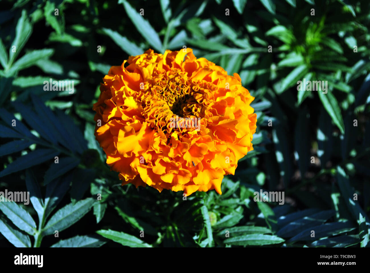 Tagetes erecta Ringelblumen Blume Nahaufnahme blühenden Makro Detail, wächst an Blätter dunkelgrün, Hintergrund, Ansicht von oben Stockfoto