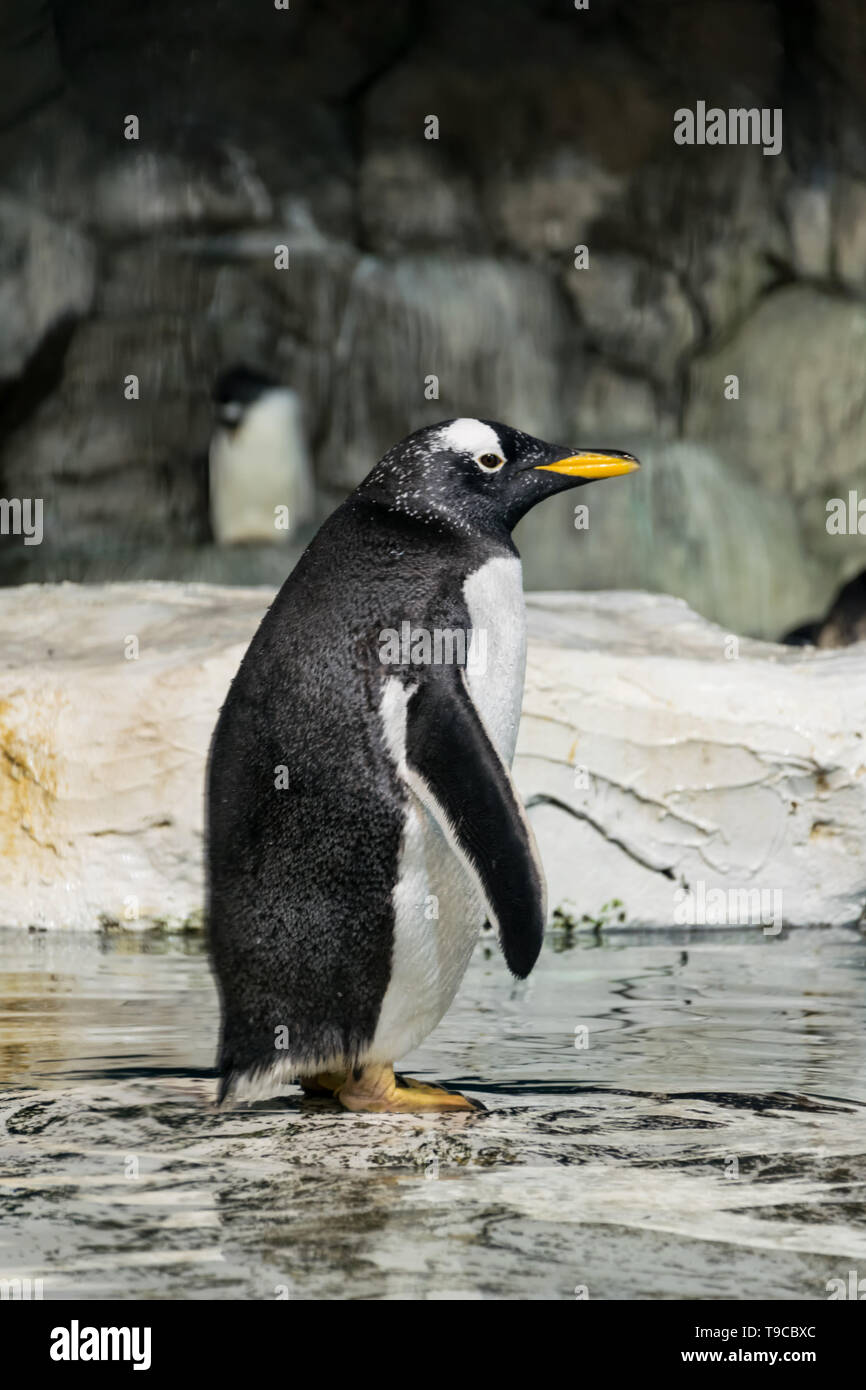 Pinguin in natürlicher Umgebung Stockfoto