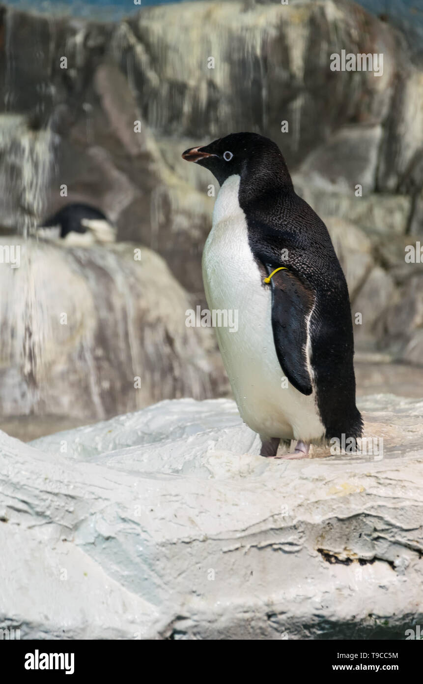 Pinguin Stockfoto